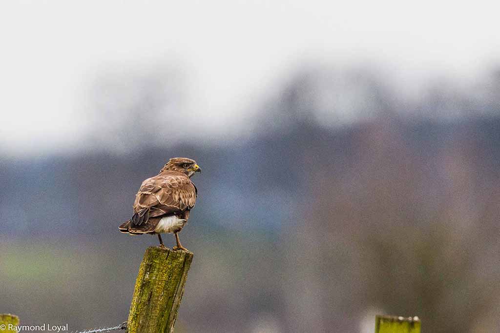 Mäusebussard Buteo buteo