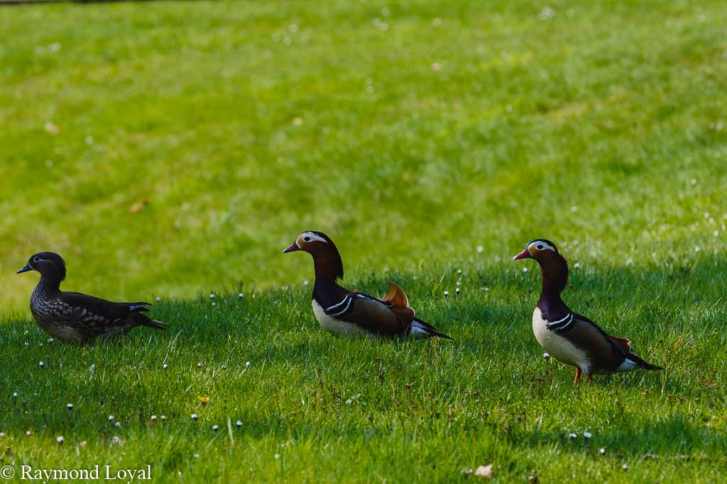 mandarinente auf wiese