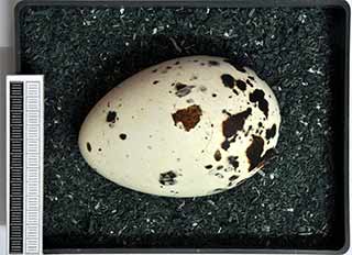 razorbill egg collection museum wiesbaden 