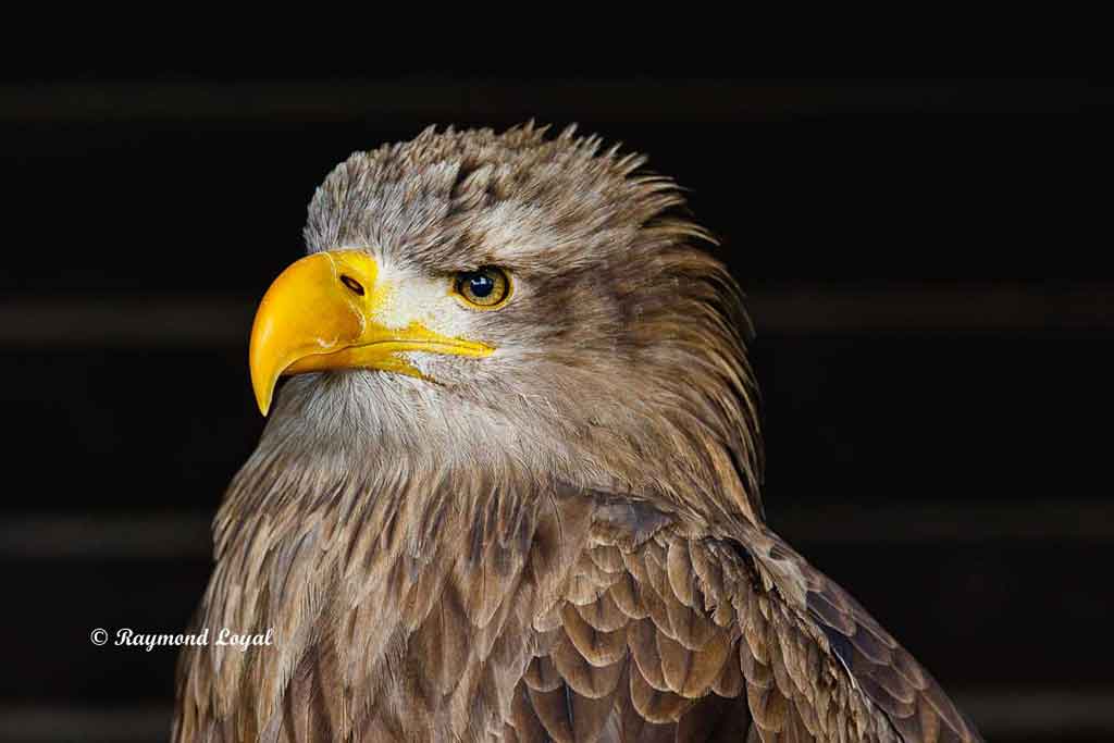 seeadler kopf porträt