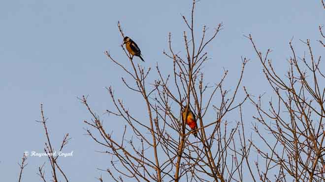 great spotted woodpecker