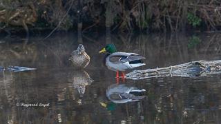 mallard