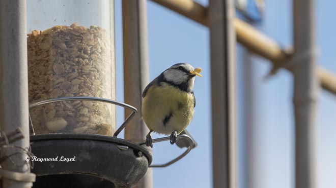 blue tit