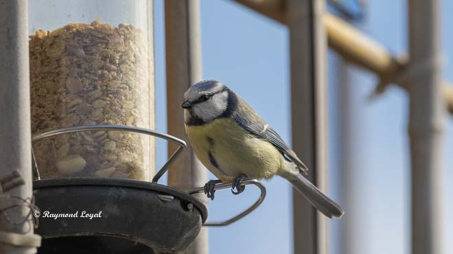 blue tit