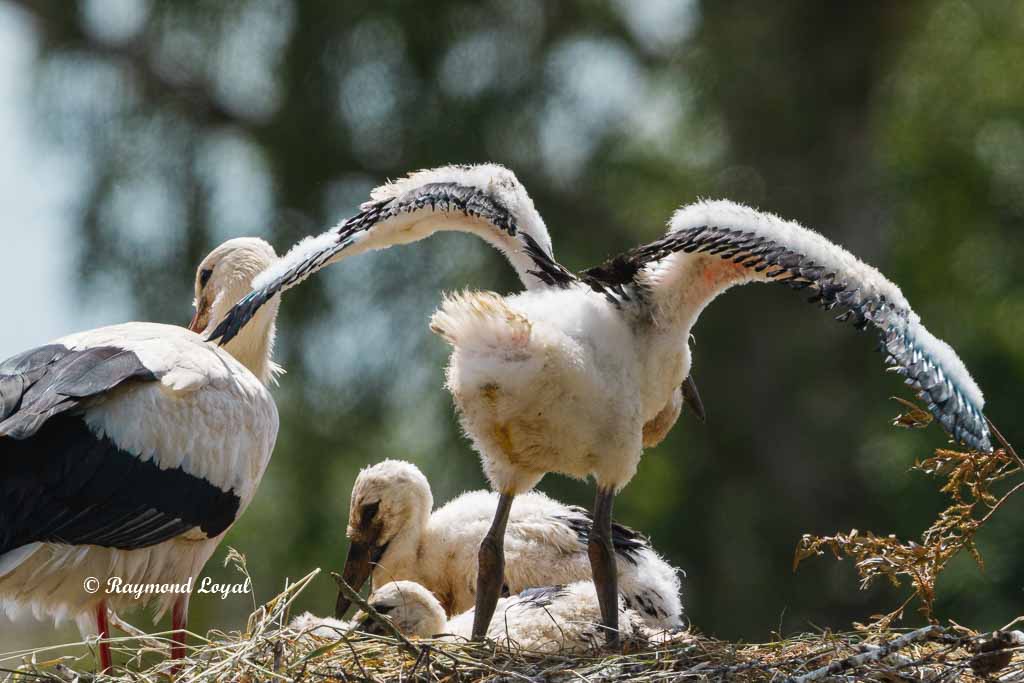 weiss storch jungvogel