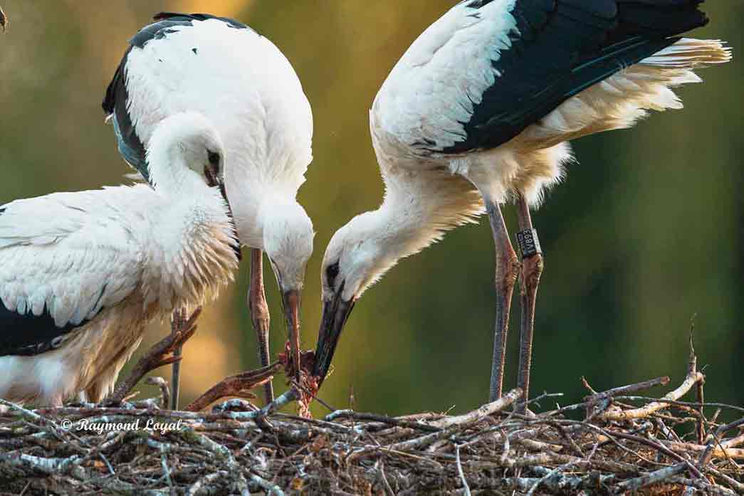 weiss storch jungvoegel fuetterung nest