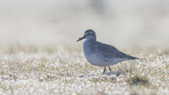 red knot