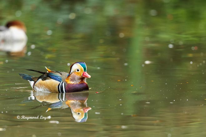mandarin duck