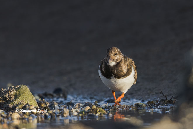 ruddy turnstone