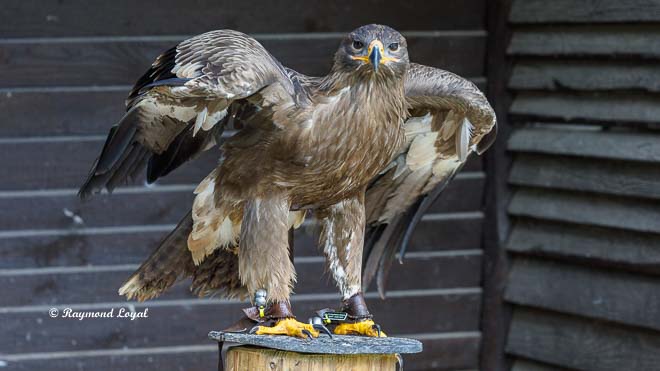 steppenadler