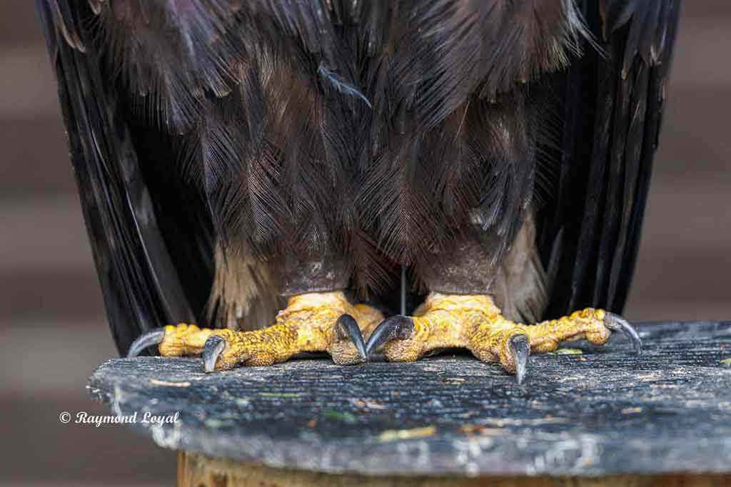 kaiseradler fuesse