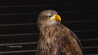 golden eagle