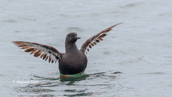 black guillemot