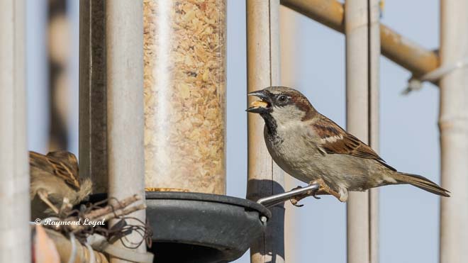 house sparrow