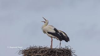 stork