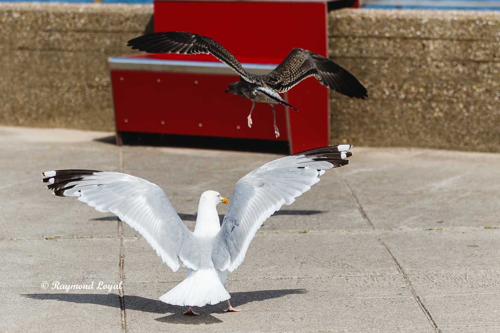 silbermoewe vogel fluegel