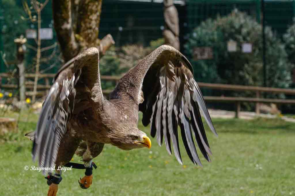 seeadler vogel im flug