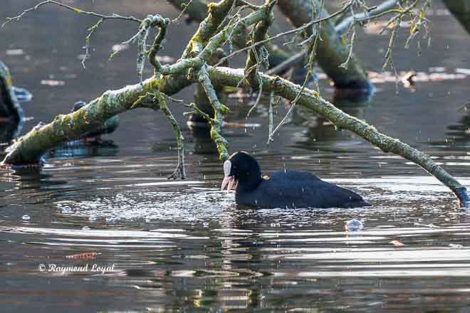 eurasian coot