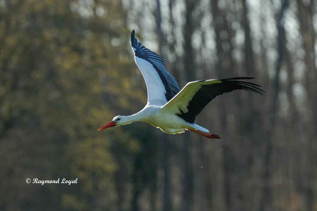 weissstorch im flug