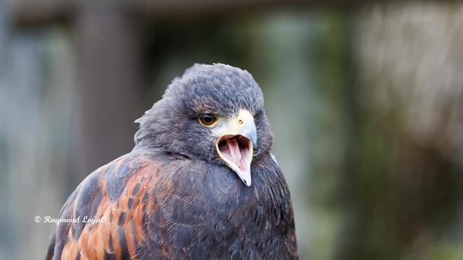 harris hawk