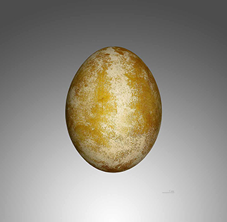 Ei des Bartgeier - Attribution: Von Didier Descouens - Eigenes Werk, CC BY-SA 4.0, https://commons.wikimedia.org/w/index.php?curid=17082101 - siehe Bildnachweise