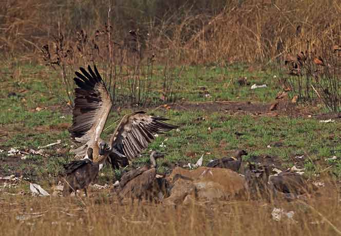 slender-billed vulture 