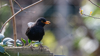 blackbird