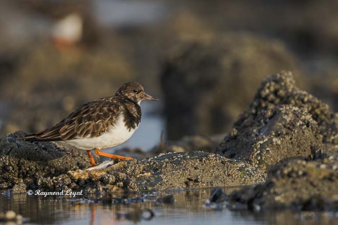 ruddy turnstone
