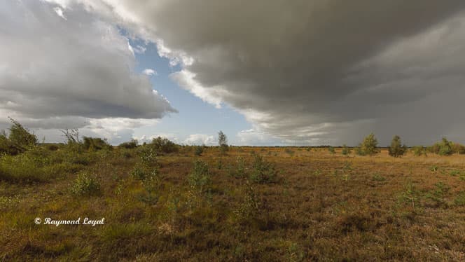 rehdener geestmoor