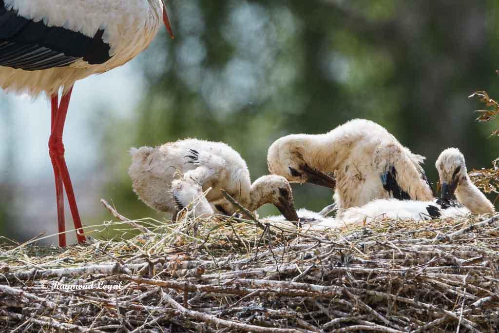 weiss storch jungvogel