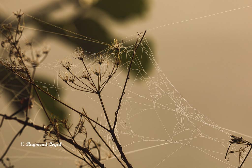 cobweb autumn morning