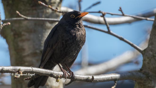 blackbird