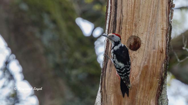 middle spotted woodpecker
