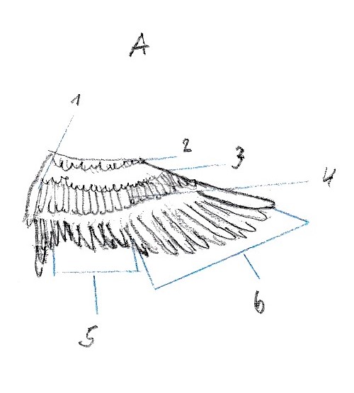 topographie vogelfluegel unterseite