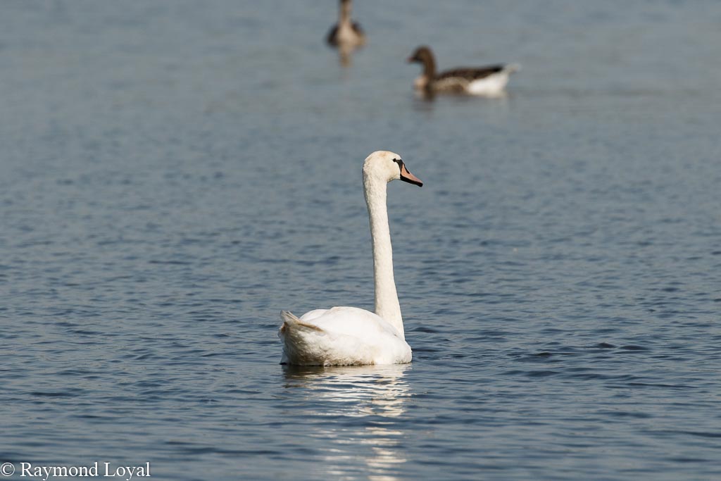 hoeckerschwan schwimmen see