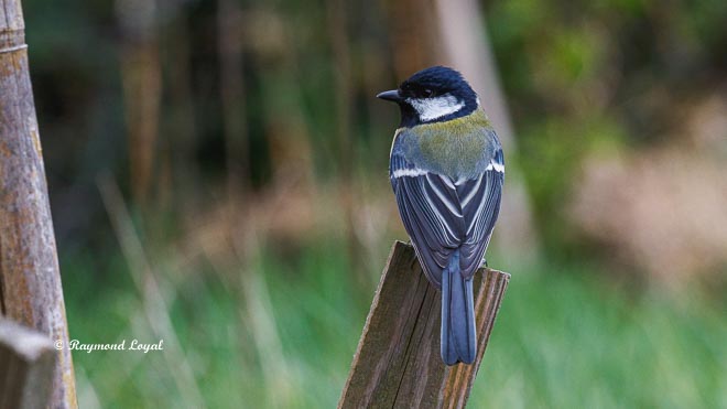 great tit