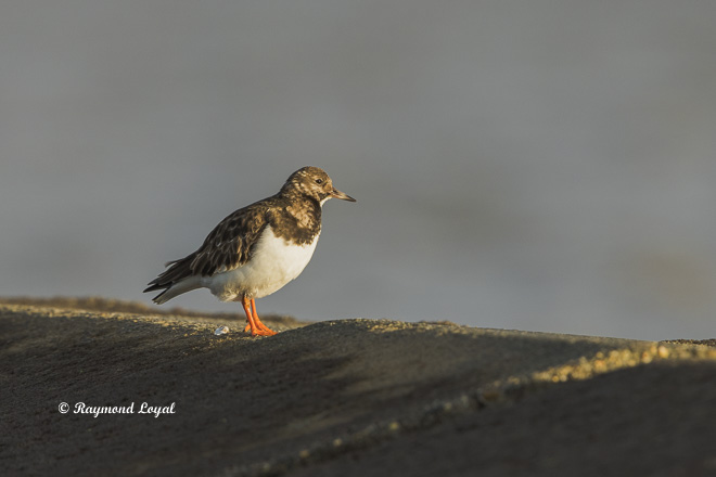 ruddy turnstone
