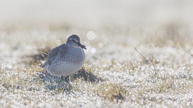 red knot