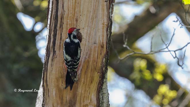 middle spotted woodpecker