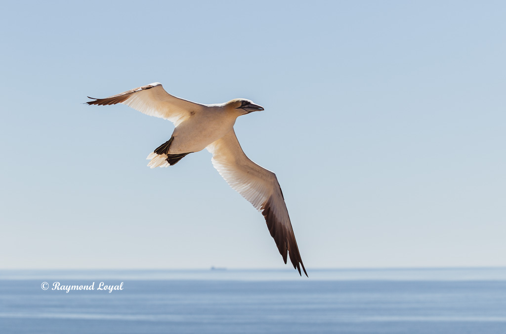 northern gannet helgoland image
