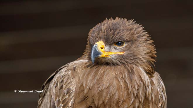 steppenadler