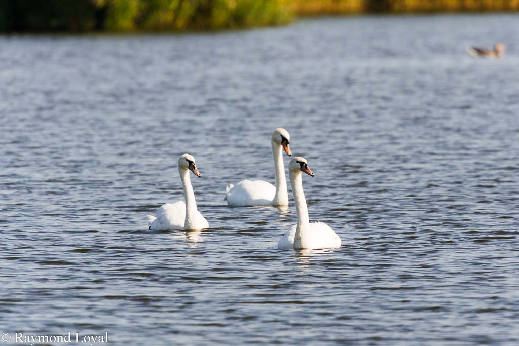 hoeckerschwaene see