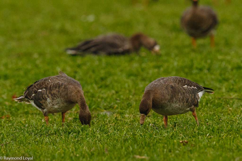 junge blaessgaense auf wiese