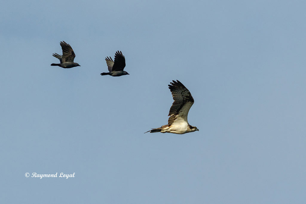 fischadler im flug
