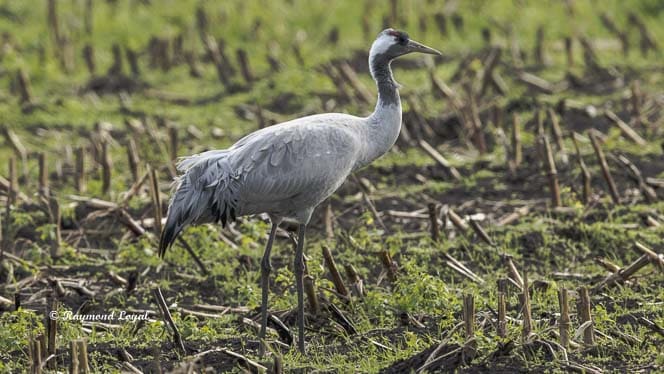 grauer kranich vogel feld