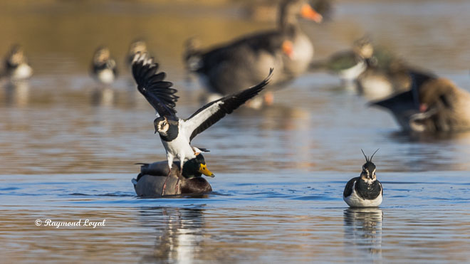 northern lapwing