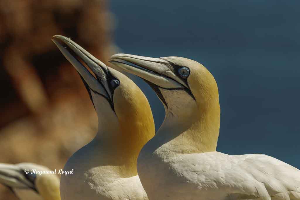 Gannet morus bassanus