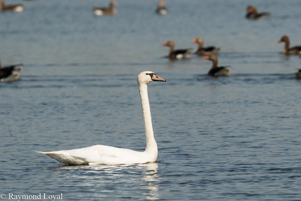 hoeckerschwan schwimmen see