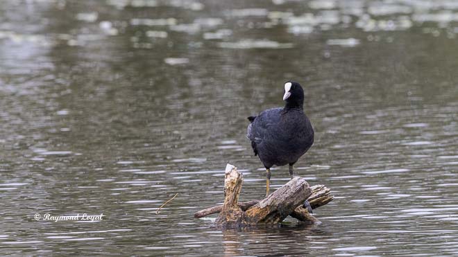 coot