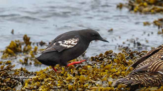 black guillemot